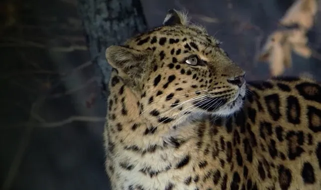 ‘Nadir Kedi Yetenekleri’ 9 Şubat Pazar Günü 20.00’de National Geographic WILD Ekranlarında! haberi