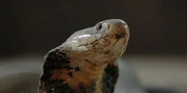 ‘Şehirdeki Yılanlar: Zehirli Karşılaşmalar’ 2 Mart Pazar Günü 20.00’de National Geographic WILD Ekranlarında! haberi