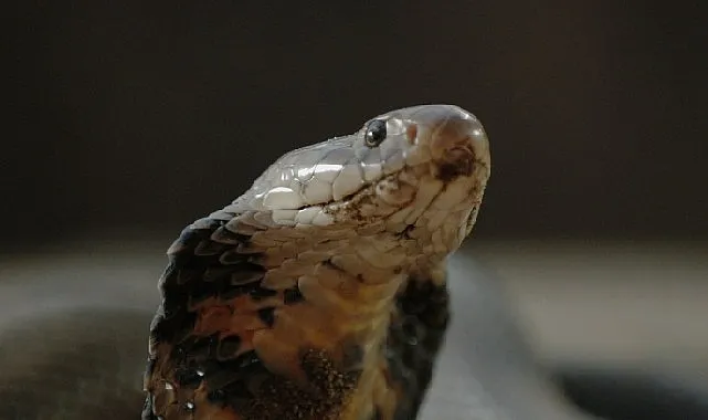 ‘Şehirdeki Yılanlar: Zehirli Karşılaşmalar’ 2 Mart Pazar Günü 20.00’de National Geographic WILD Ekranlarında! haberi