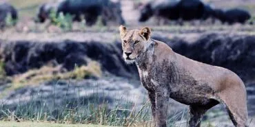 3 Bölümden Oluşan ‘Katavi: Afrika’nın Yitirilmiş Cenneti’ 5 Mart Çarşamba Günü 20.00’de National Geographic WILD Ekranlarında! haberi