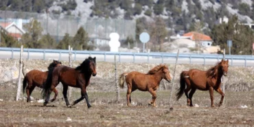 Antalya Büyükşehir yılkı atları için doğaya saman bıraktı haberi
