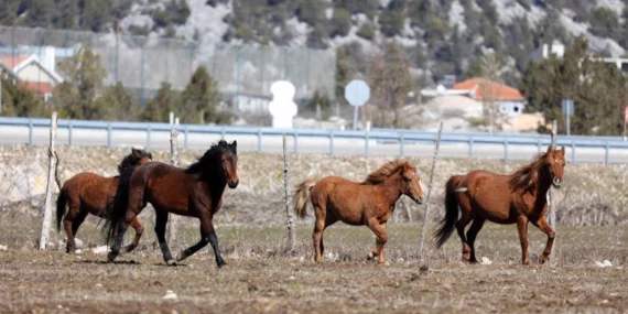 Antalya Büyükşehir yılkı atları için doğaya saman bıraktı haberi