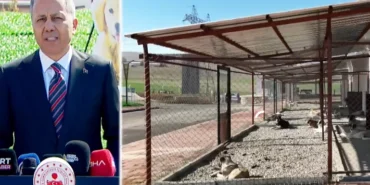 Bakan Yerlikaya Batman'dan açıkladı... Sahipsiz hayvanlarla ilgili belediyeler iki ayda bir denetlenecek haberi