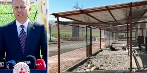 Bakan Yerlikaya Batman'dan açıkladı… Sahipsiz hayvanlarla ilgili belediyeler iki ayda bir denetlenecek haberi