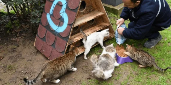 Balıkesir'de patili dostlara sıcak yuva haberi