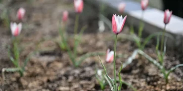 Bornova Lalesi 30 yıl sonra yeniden çiçek açtı haberi