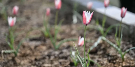 Bornova Lalesi 30 yıl sonra yeniden çiçek açtı haberi