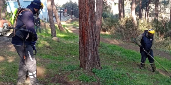 Bursa Gemlik'te yeşil seferberlik haberi