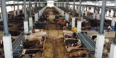 Bursa İnegöl'de hayvan pazarının kotra ihale tarihi netleşti haberi