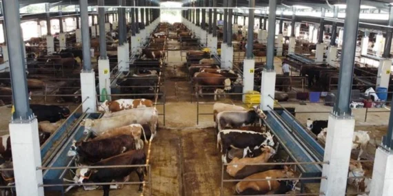 Bursa İnegöl'de hayvan pazarının kotra ihale tarihi netleşti haberi