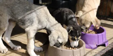 Bursa Mudanya'da can dostlar aç kalmıyor haberi