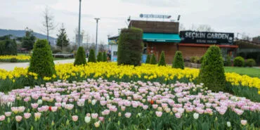 Bursa'da parklar lale ve çiçeklerle renklendi haberi