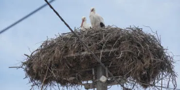 Bursa'ya 'Leylek Köyü' geliyor... Bozbey, Nilüfer'deyken engellenen projeyi hayata geçirecek haberi