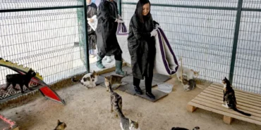 Büyükşehir ve gönüllüler patili dostlar için iş birliği yapıyor haberi