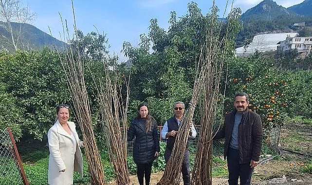 Büyükşehir’den dut fidanı desteği haberi