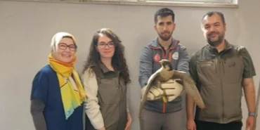 Denizli Büyükşehir Belediyesi yaralı akdoğanı hayata döndürdü haberi