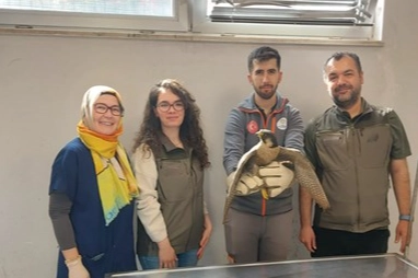 Denizli Büyükşehir Belediyesi yaralı akdoğanı hayata döndürdü haberi