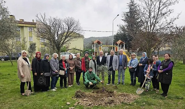 Gölcük'te Orman Haftasında Zeytin Ağaçları Toprakla Buluştu haberi