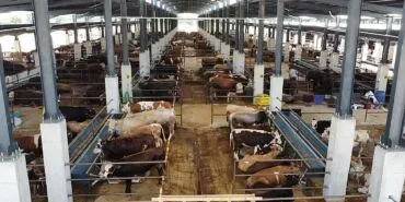 İnegöl Hayvan Pazarı’nın Kotra İhale Tarihi Belli Oldu haberi