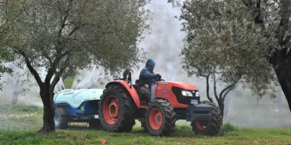 İzmir Büyükşehir zeytin üreticisine 'ilaç' oldu… İzmir kutsal ağaca 'ilaç' oldu haberi