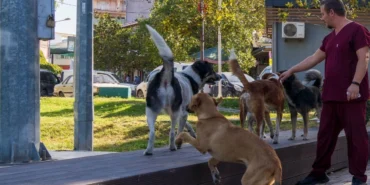 İzmir'in 11 ilçesinde sahipsiz hayvan sayımı tamamlandı haberi