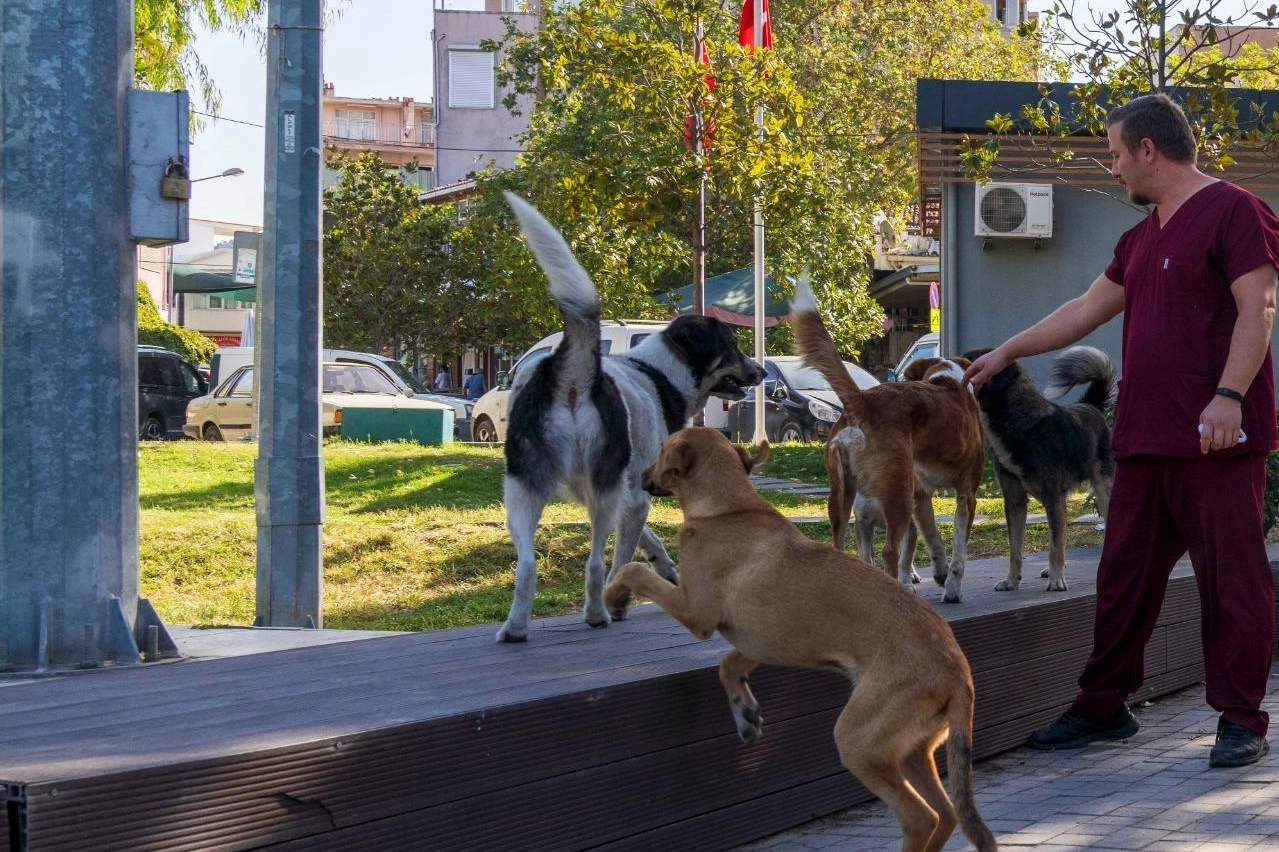 İzmir'in 11 ilçesinde sahipsiz hayvan sayımı tamamlandı haberi