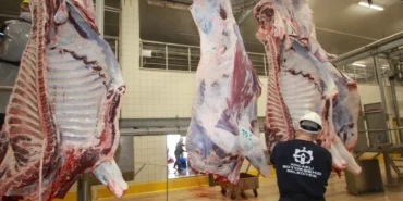 Kocaeli'de sağlıklı ve güvenilir etin adresi Belediye Mezbahası haberi