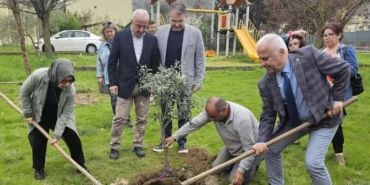 Kocaeli'de zeytin ağaçları toprakla buluştu haberi