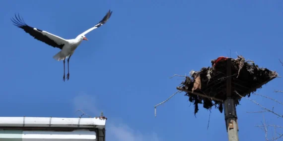 Kocaeli’den leylek yuvasına güvenli dokunuş haberi