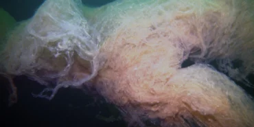 Müsilaj büyük bulutlara dönüştü! haberi