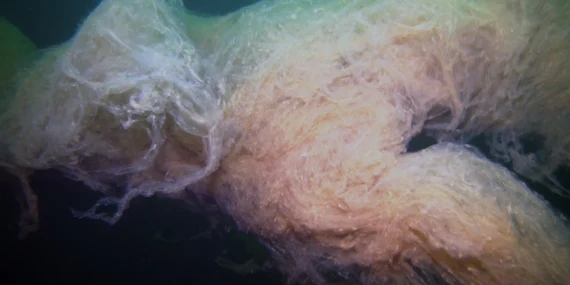 Müsilaj büyük bulutlara dönüştü! haberi