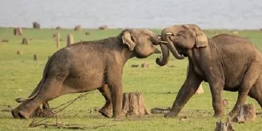 National Geographic NOW Seç-İzle Servisinin Nisan Ayı Teması ‘Hayvanların Gizemli Dünyası’... haberi