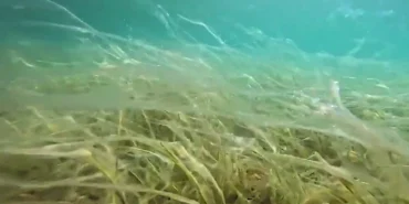 Sular ısındı, müsilaj yüzeye yaklaştı! Derinleri varın siz hesap edin! haberi