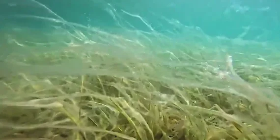 Sular ısındı, müsilaj yüzeye yaklaştı! Derinleri varın siz hesap edin! haberi