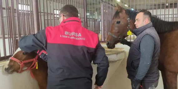 Tay tescil işlemleri Bursa'da sürüyor haberi