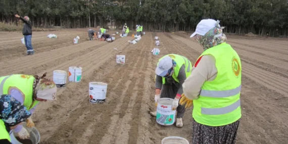 Türkiye’de ormanlarda çalışan 18 bin kadın var! haberi