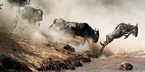 Vahşi Doğada Ebeveynliğin Zorlu Yollarını Anlatan ‘İnanılmaz Hayvan Yolculukları: Vahşi Ebeveynler’ haberi
