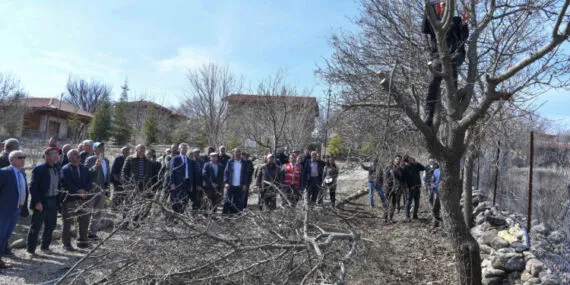 Yabani sakız ağaçları Ankara fıstığı olacak! haberi