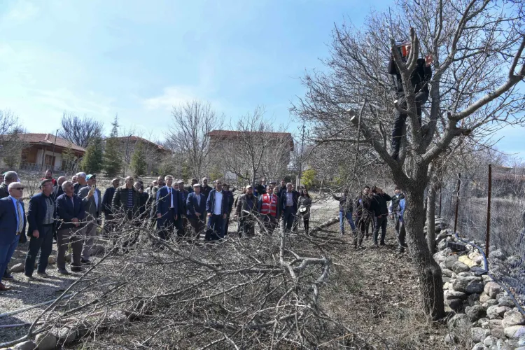 Yabani sakız ağaçları Ankara fıstığı olacak! haberi