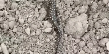 'Anadolu Benekli Semenderi' Nisan yağmurlarıyla görüntülendi haberi