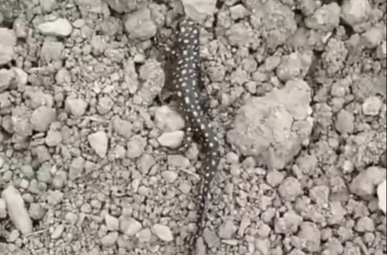 'Anadolu Benekli Semenderi' Nisan yağmurlarıyla görüntülendi haberi