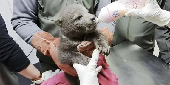 1,5 aylık yavru boz ayı koruma altında haberi