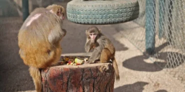 Antalya'da yavru maymun ‘Fıstık’ yeni ailesine alıştı haberi