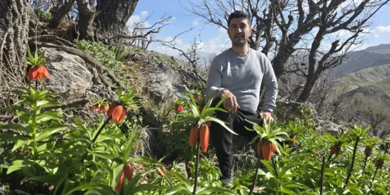 Batman Sason’da ters laleler görücüye çıktı haberi