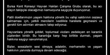 Bursa Kent Konseyi'nden Gemlik'teki yavru kedi vahşetine kınama! haberi