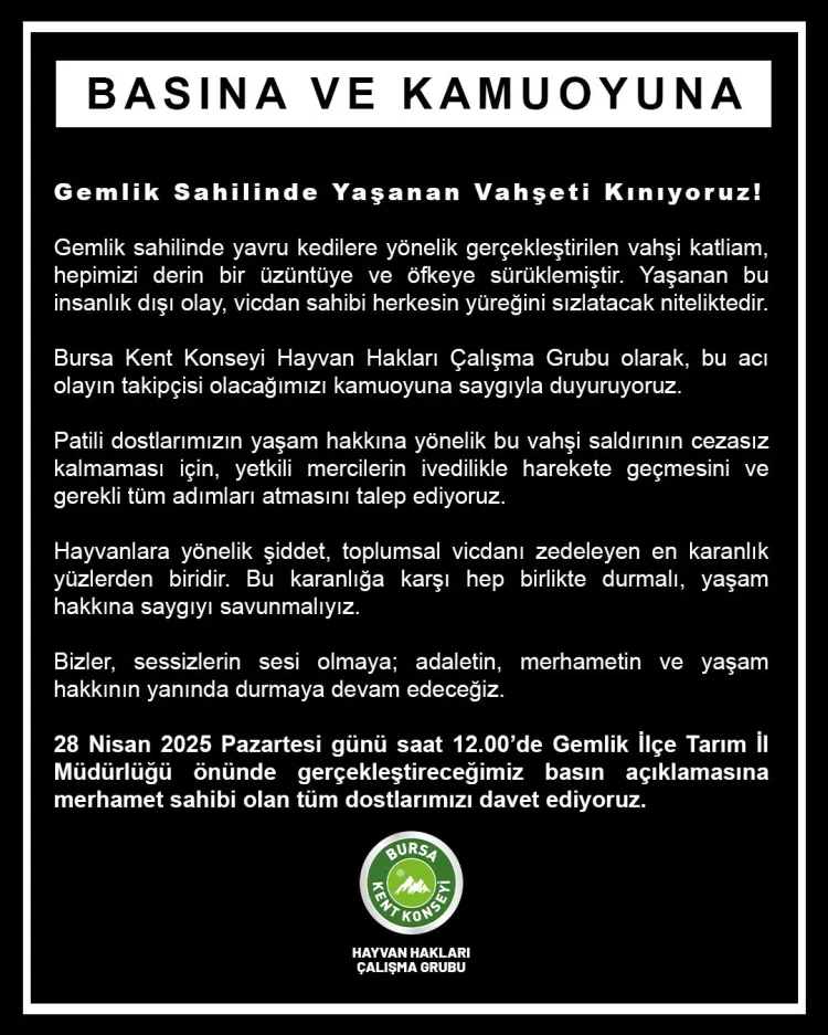Bursa Kent Konseyi'nden Gemlik'teki yavru kedi vahşetine kınama! haberi