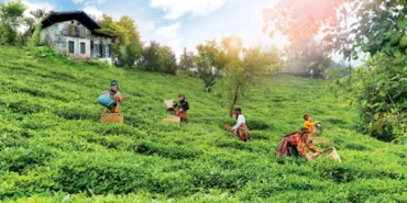 Çay topraklarına can suyu... Rize, Trabzon ve Artvin'de çay bahçelerinde verim arttı haberi