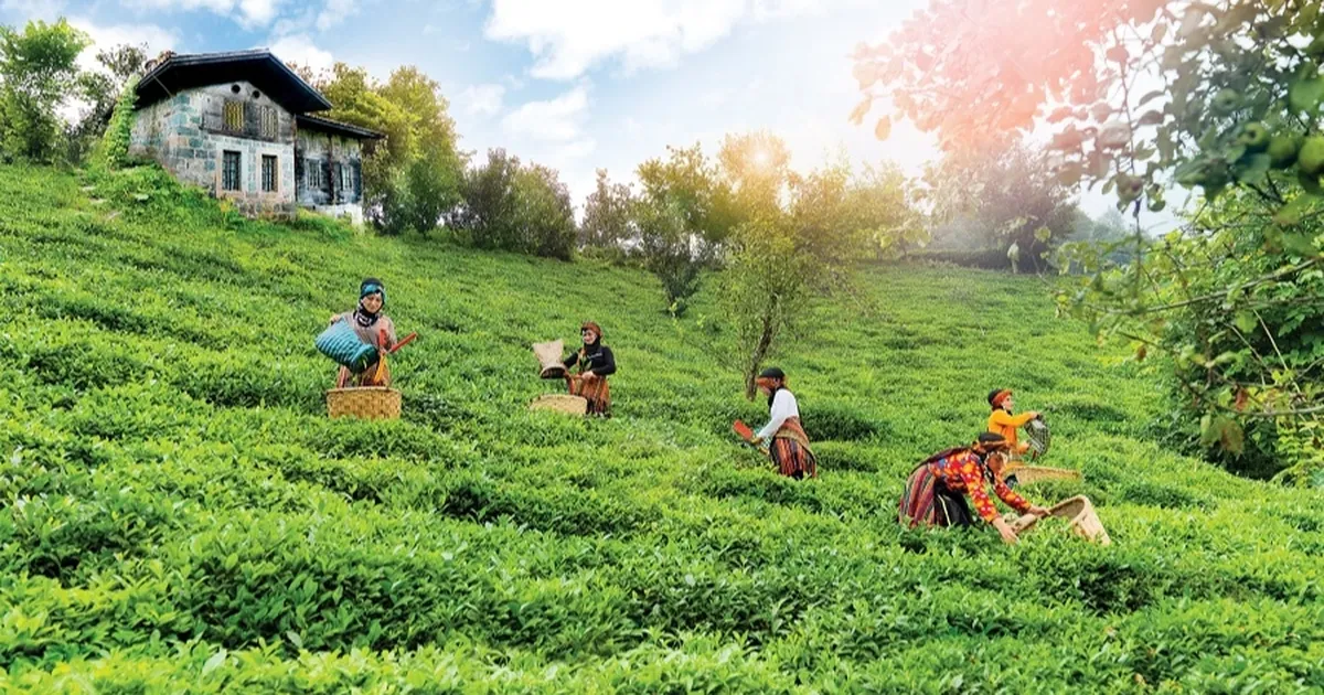 Çay topraklarına can suyu... Rize, Trabzon ve Artvin'de çay bahçelerinde verim arttı haberi