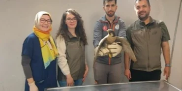 Denizli Büyükşehir yaralı akdoğanı hayata döndürdü haberi