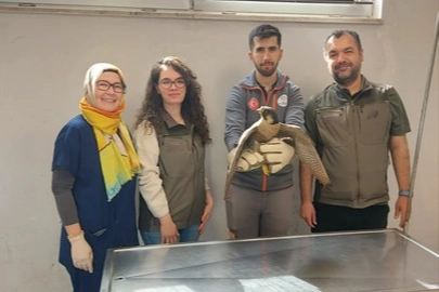 Denizli Büyükşehir yaralı akdoğanı hayata döndürdü haberi